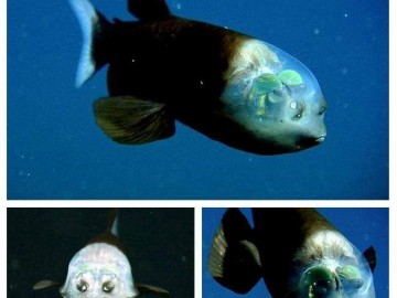 Fish with Transparent head