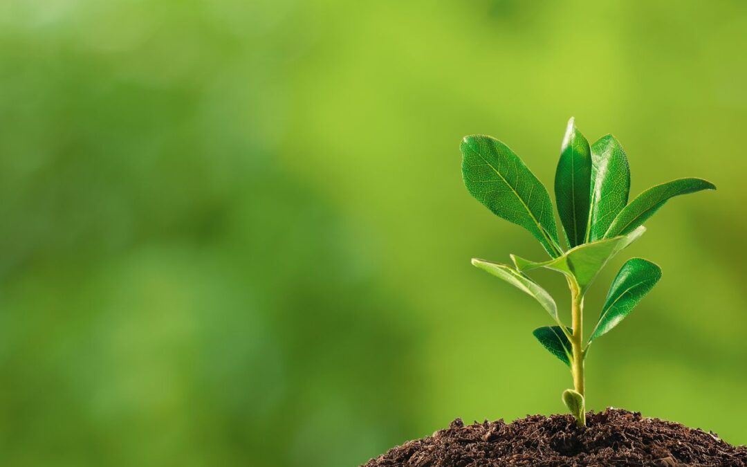 Slow but steady, the plants will grow